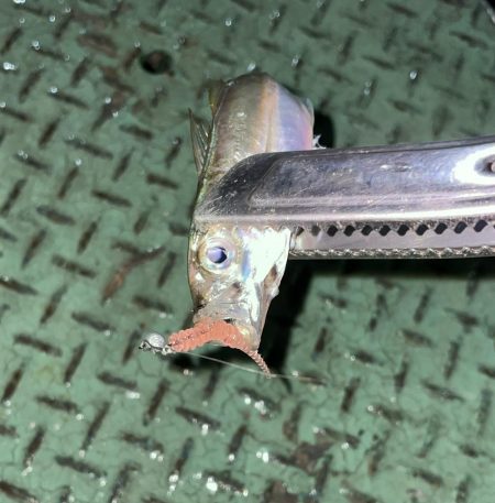 激寒むアジング