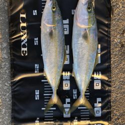 久しぶりの青物