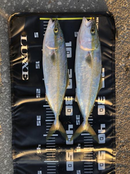 久しぶりの青物