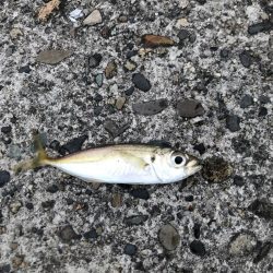 朝マヅメアジング