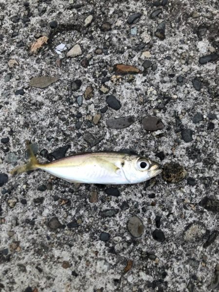 朝マヅメアジング