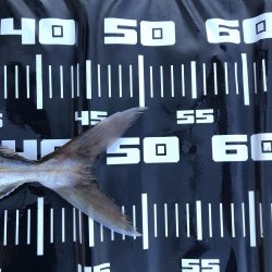 まさかのカンパチ