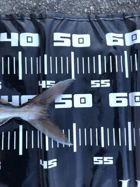 まさかのカンパチ