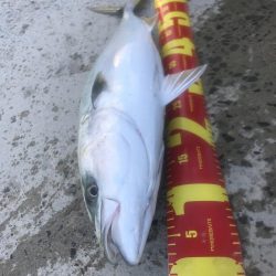 カマス飲ませでメジロGET