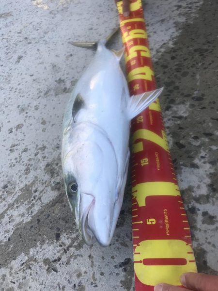 カマス飲ませでメジロGET