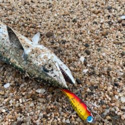 釣り納めシーバスボイル