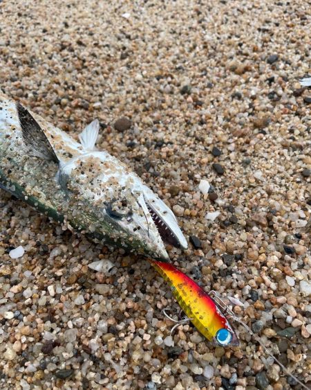 釣り納めシーバスボイル