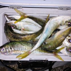 尺アジ入れ食い