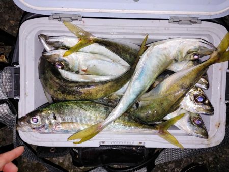 尺アジ入れ食い