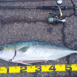 メジロ 67センチ