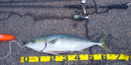 メジロ 67センチ