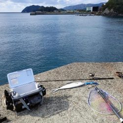 カマスと堤防シイラ