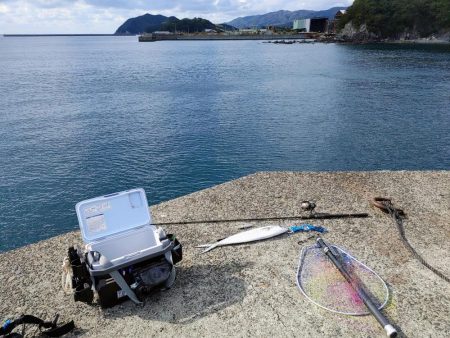 カマスと堤防シイラ