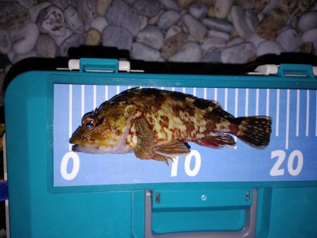 フロートリグ！