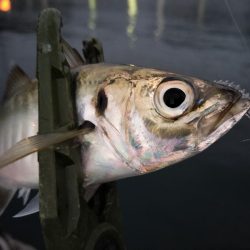 今日は厳しい…