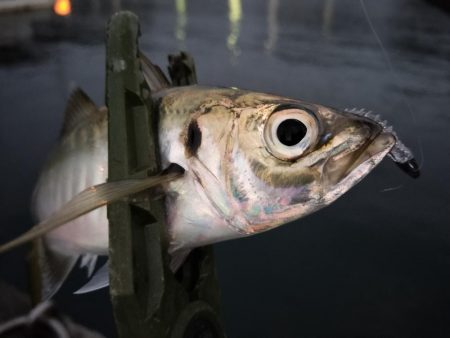 今日は厳しい…