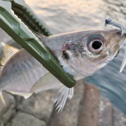 朝マズメアジング