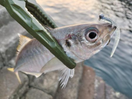 朝マズメアジング