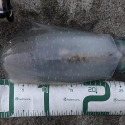 2022 佐渡ヶ島エギング 56回目【11月29日】