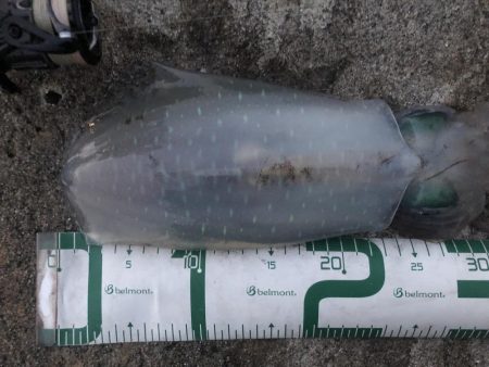 2022 佐渡ヶ島エギング 56回目【11月29日】