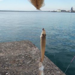 強風の播磨新間釣行