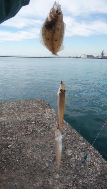 強風の播磨新間釣行