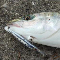 初ブリ80cm＆メジロ77㎝