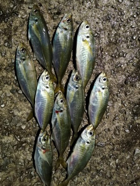 今日もアジ釣り