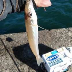 播磨新島のキス釣行