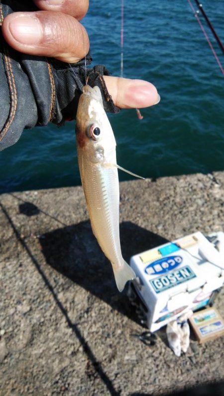 播磨新島のキス釣行