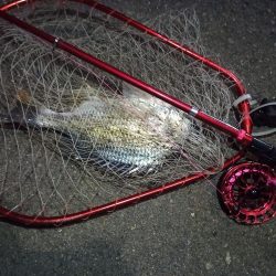 2022/12/06 南港ヘチ釣り釣行