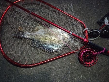 2022/12/06 南港ヘチ釣り釣行