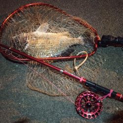 2022/12/10 南港ヘチ釣り釣行