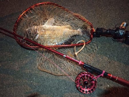 2022/12/10 南港ヘチ釣り釣行