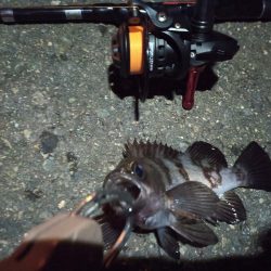 2022/12/11 南港ライトゲーム釣行