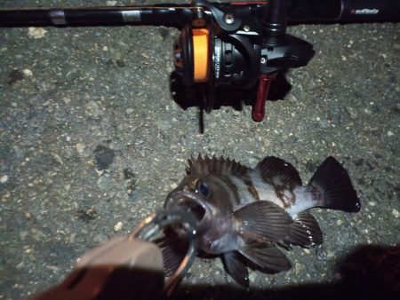 2022/12/11 南港ライトゲーム釣行