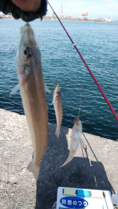 播磨新島のキス釣行