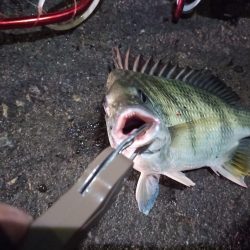 2022/12/14 南港ヘチ釣り釣行