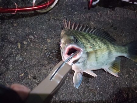 2022/12/14 南港ヘチ釣り釣行