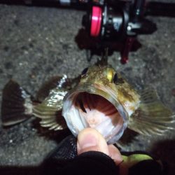 2022/12/15 南港ライトゲーム釣行