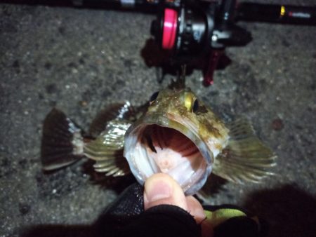 2022/12/15 南港ライトゲーム釣行