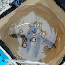 青物チャレンジ