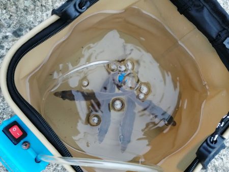 青物チャレンジ