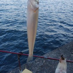 播磨新島のキス調査