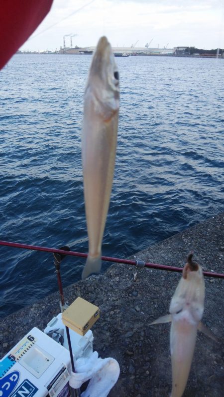 播磨新島のキス調査