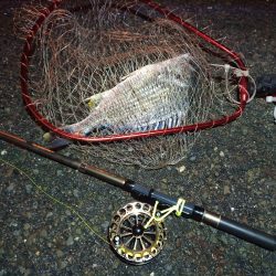 2022/12/26 南港ヘチ釣り釣行