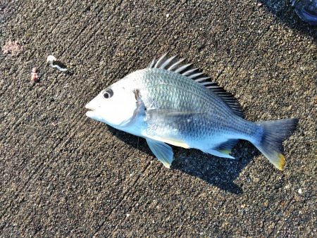 フカセ‥最高ですネ・・