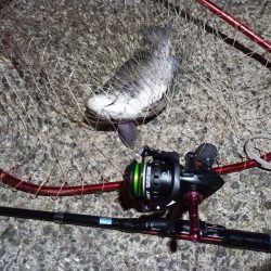 2022/12/31 南港ライトゲーム釣行