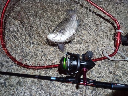 2022/12/31 南港ライトゲーム釣行