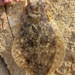 釣り納めでヒラメ4匹